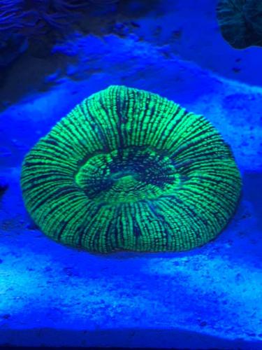 Brain Coral