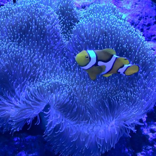 clown fish and coral cool pic