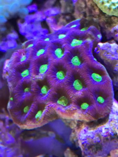 coral 3