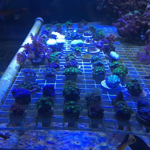 coral frags