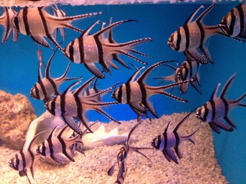 Banggai Cardinalfish