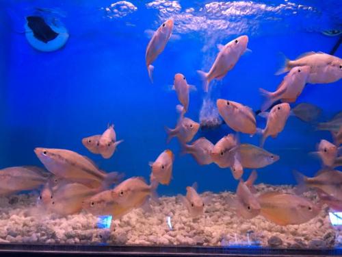 group fish 3