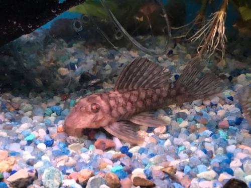 Polka Dot Pleco