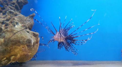 Volitan Lionfish