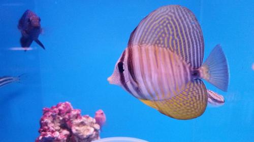 Sailfin Tang