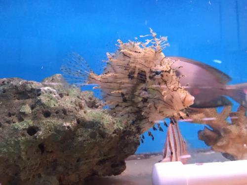 Tassel Filefish