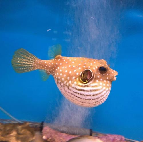 puffer fish